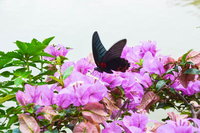 Close-up of butterfly perching on purple flowers