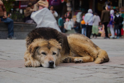 dog