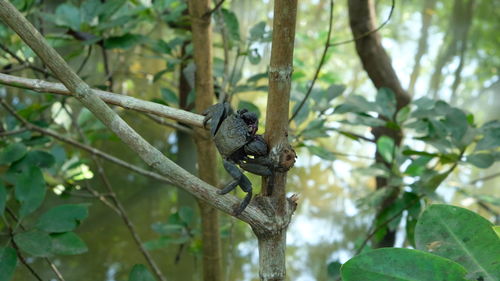 Low angle view of bird perching on branch