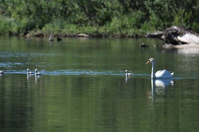 Birds swimming in lake