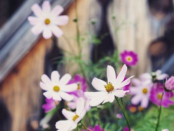 Close-up of flowers blooming outdoors