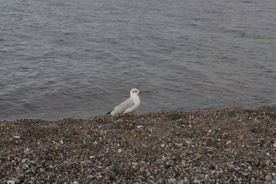 High angle view of seagull perching on beach