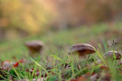 Close-up of mushroom growing on field