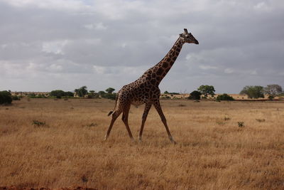 View of giraffe on field against sky