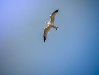 Low angle view of seagull flying