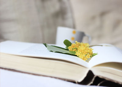 Flowers and leaf on top of open book 