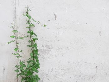 Close-up of plant against wall