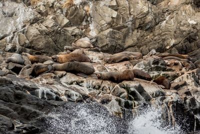 High angle view of sea on rock at beach