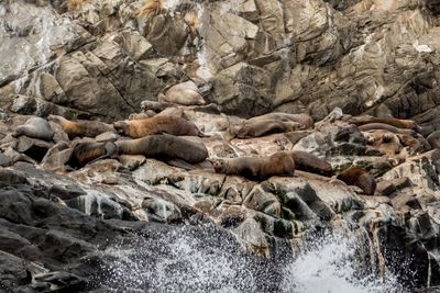 High angle view of seal on rock at beach