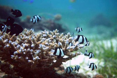 Fish underwater