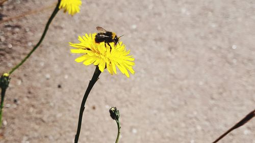 Close-up of bee pollinating on yellow flower