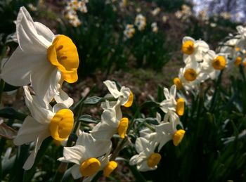 Close-up of yellow flowers blooming outdoors