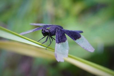 Close-up of insect on plant