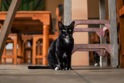 Portrait of a cat black sitting next to chair