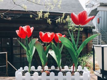 Close-up of red flowers