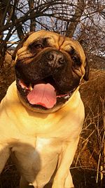 Close-up of dog sitting on tree