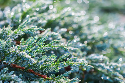Close-up of plant