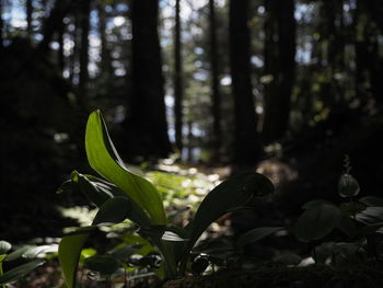 Close-up of flowering plant in forest