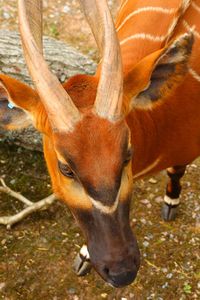 Close-up of deer