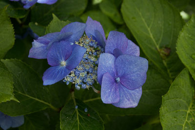 Close-up of purple flowering plant