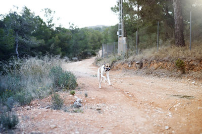 Dog in park