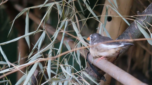 Small little birt staying o a thin branch at the zoo