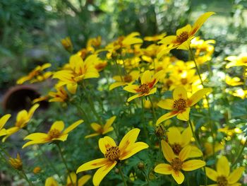 Close-up of yellow flowering plant