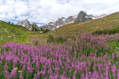 Purple flowering plants on field by mountains against sky