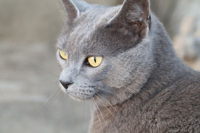 Close-up of cat looking away