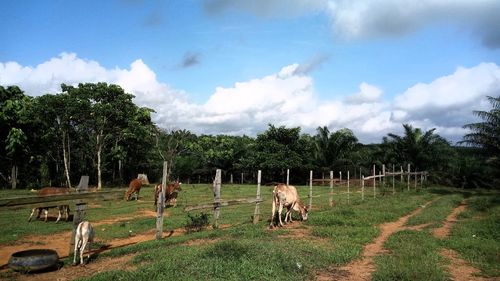 Panoramic view of horses on field against sky