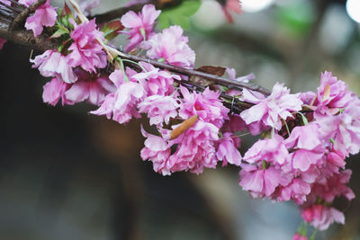 Close-up of pink cherry blossoms