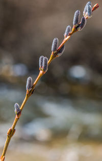 Close-up of flower buds on twig