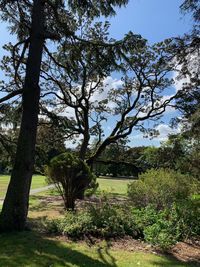 Trees on field against sky