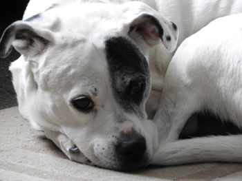Close-up portrait of a dog