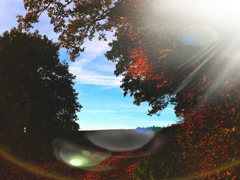 Trees against cloudy sky