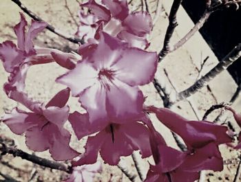 Close-up of pink flowers