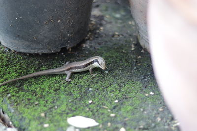 High angle view of lizard