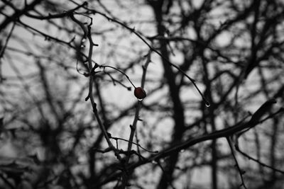 Close-up of bare tree branch against sky