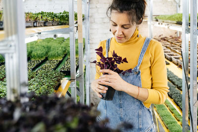 Young female farmer growing microgreens on her indoor vertical garden. woman looking after plants 