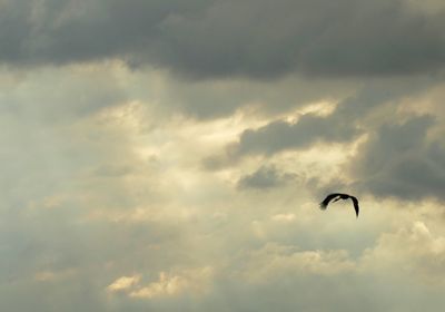 Low angle view of bird flying in sky