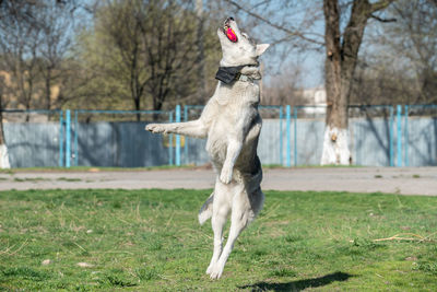 Dog running in a field