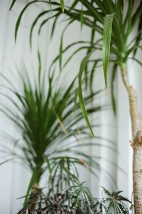 Close-up of plant