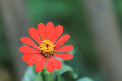 Close-up of red flower