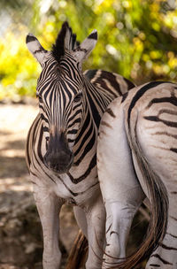 Plains zebra equus quagga stand still in the heat of the day.