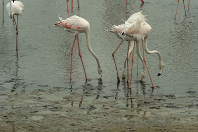 Birds in a lake