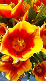 Close-up of yellow flowering plant