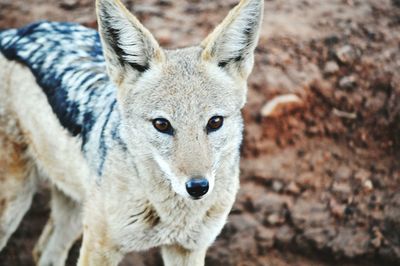 Close-up portrait of a fox