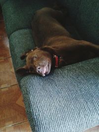 Close-up of dog sleeping