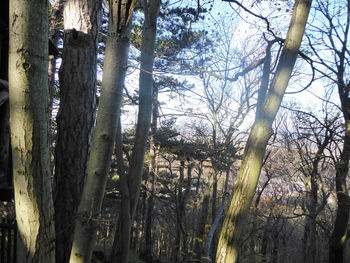 View of trees in forest