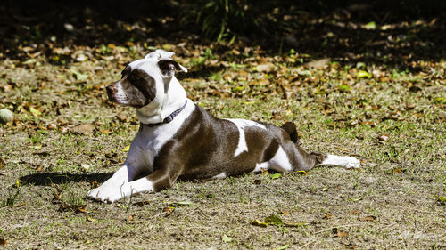 Dog sitting on field